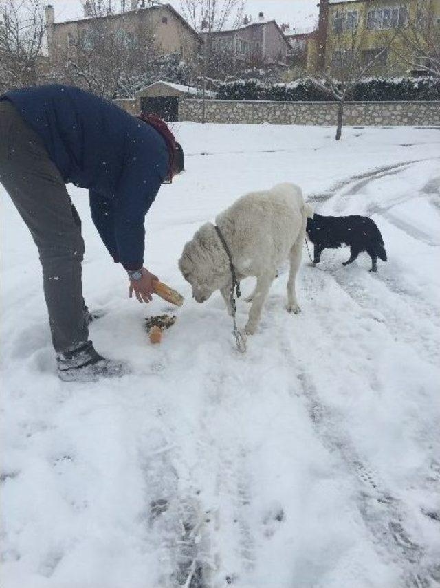 Niğde’de Sokak Hayvanları Sahipsiz Değil