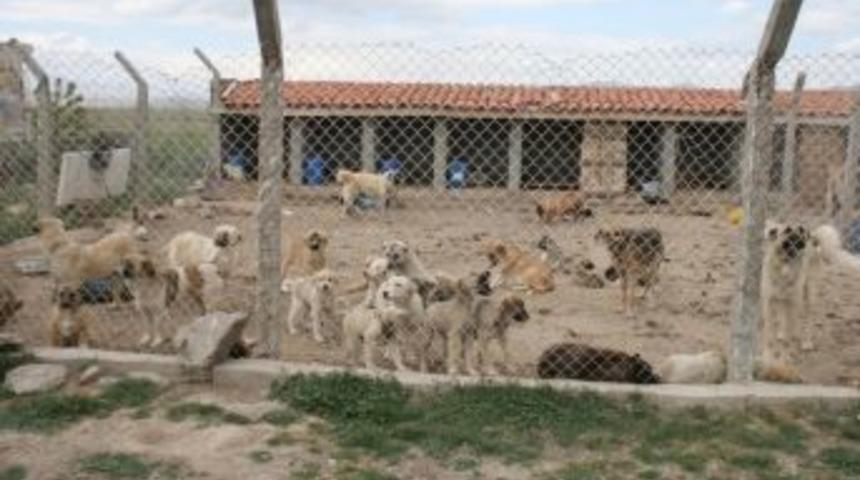 Bolvadin&rsquo;de Başıboş Hayvanların Toplanmasına Devam Ediliyor