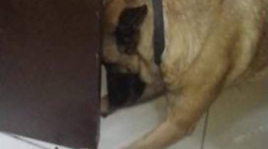 Sarıkız&rsquo;dan Esrar Tacirlerine Darbe