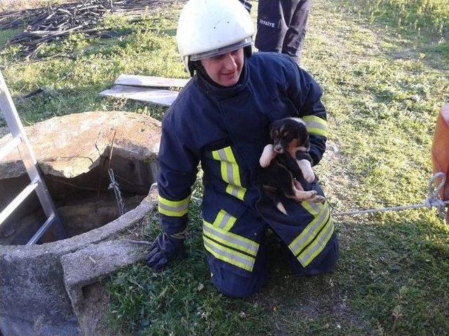 Su Kuyusuna Düşen Yavru Köpeği İtfaiye Kurtardı