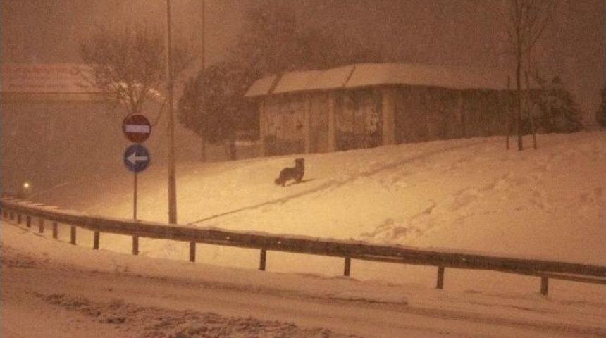 İstanbul&rsquo;da Hayvanlar Donma Tehlikesi Ge&ccedil;irdi