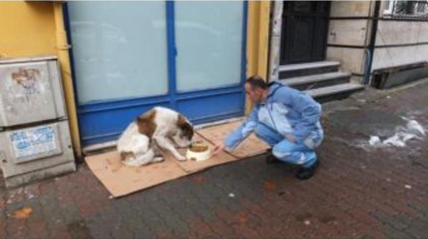 Beyoğlu&rsquo;nda Sokak Hayvanları İ&ccedil;in Seferberlik Başlatıldı
