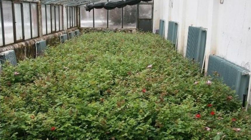 Erzincan Belediyesi Yaza Yeşillikle Başlıyor