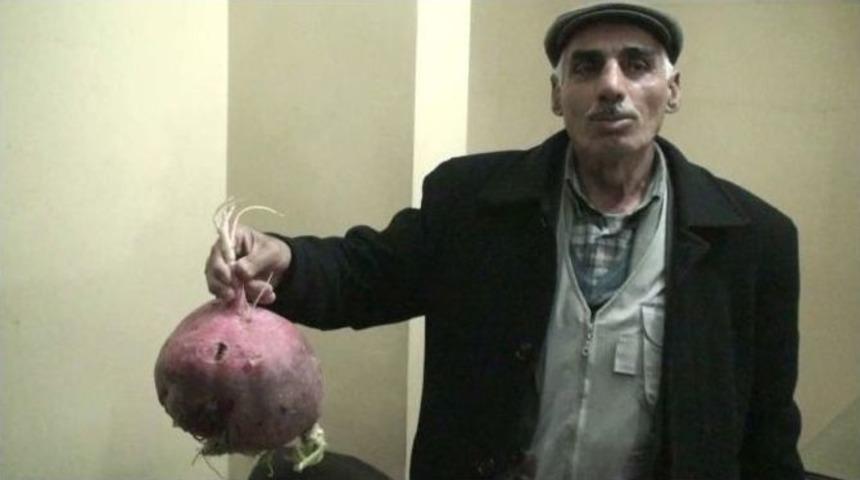 Kızıltepeli &Ccedil;ift&ccedil;i 4 Kilogram Ağırlığında Turp Yetiştirdi