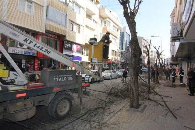 Kırklareli’nde Ağaç Budama Çalışmaları Devam Ediyor