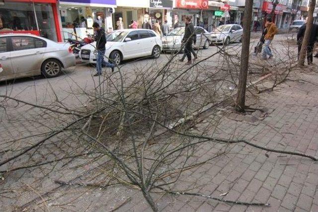 Kırklareli’nde Ağaç Budama Çalışmaları Devam Ediyor