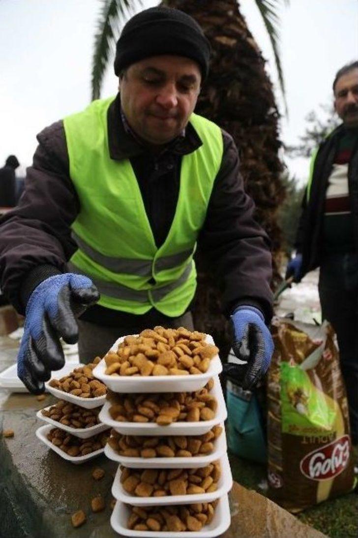 İlkadım’dan Sokak Hayvanlarına Yiyecek Desteği G1