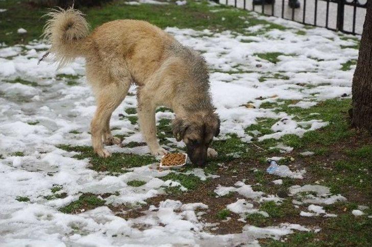İlkadım’dan Sokak Hayvanlarına Yiyecek Desteği G2