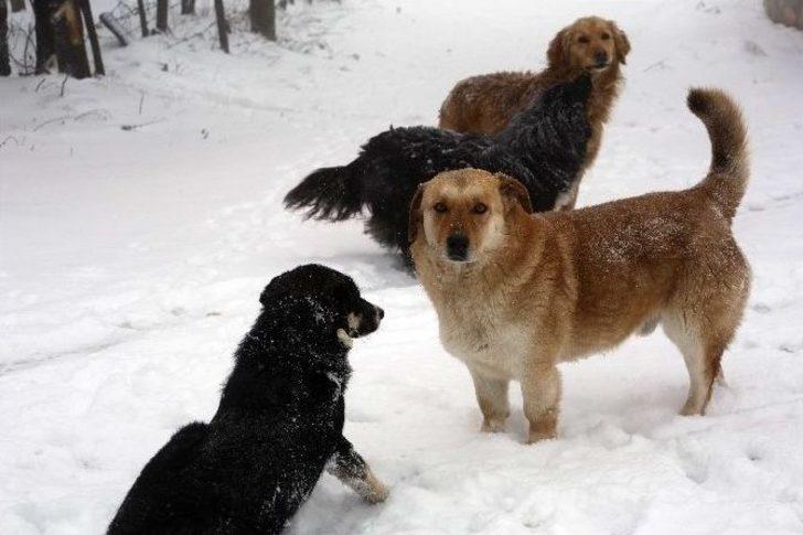 İlkadım’dan Sokak Hayvanlarına Yiyecek Desteği G4