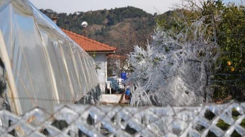 Ortaca'daki Domates Seralarını Don Vurdu
