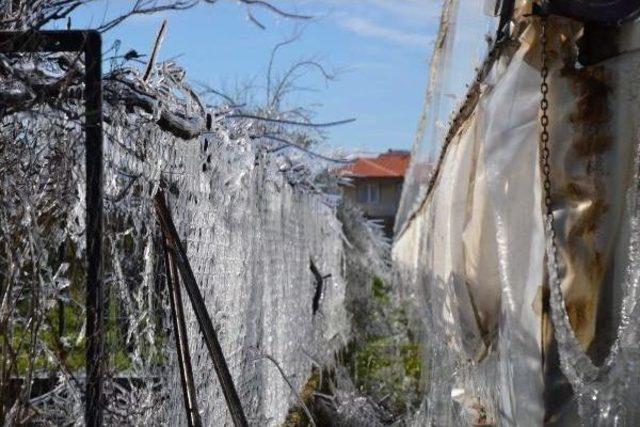 Ortaca'daki Domates Seralarını Don Vurdu