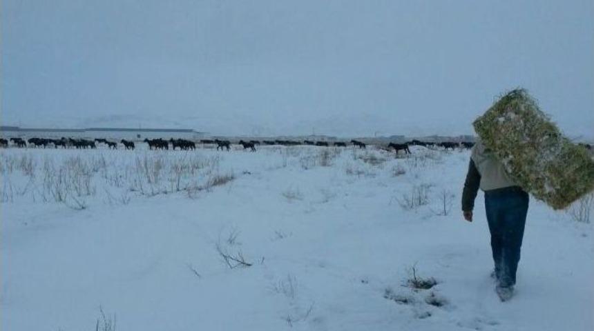 Sahipsiz Yılkı Atlarına Yem Verildi