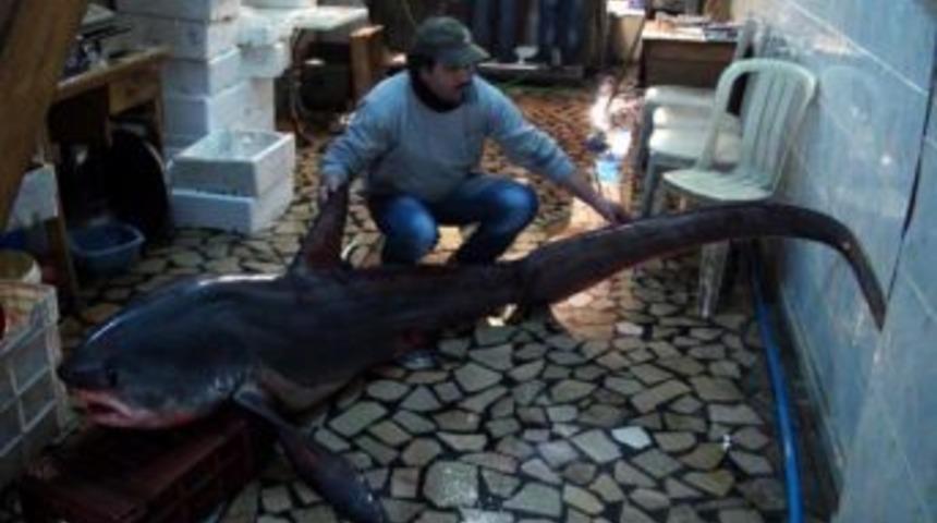 Ağlara Testere K&ouml;pek Balığı Takıldı