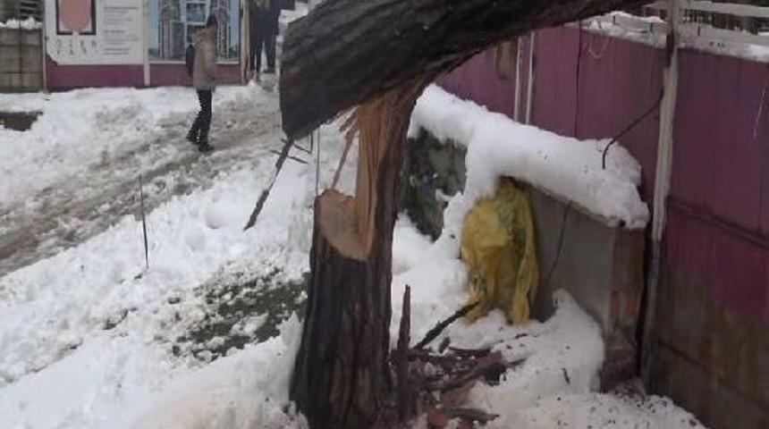 Ağa&ccedil;lar Kar Yağışına Dayanamadı