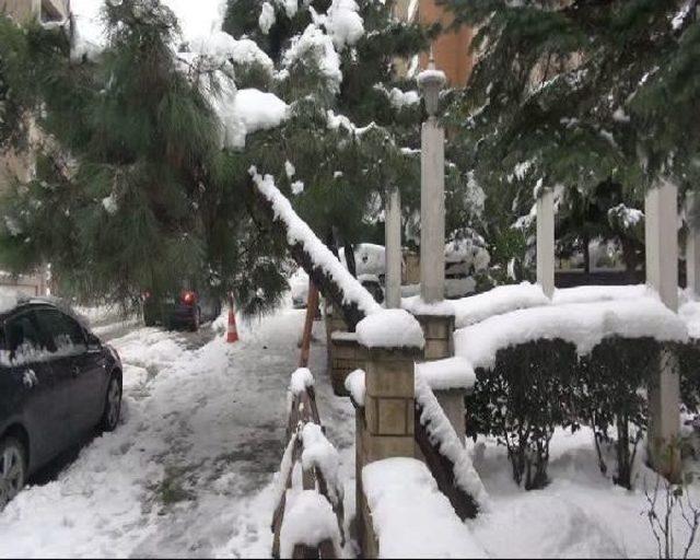 Ağaçlar Kar Yağışına Dayanamadı