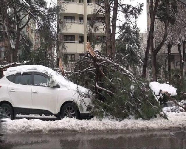 Ağaçlar Kar Yağışına Dayanamadı