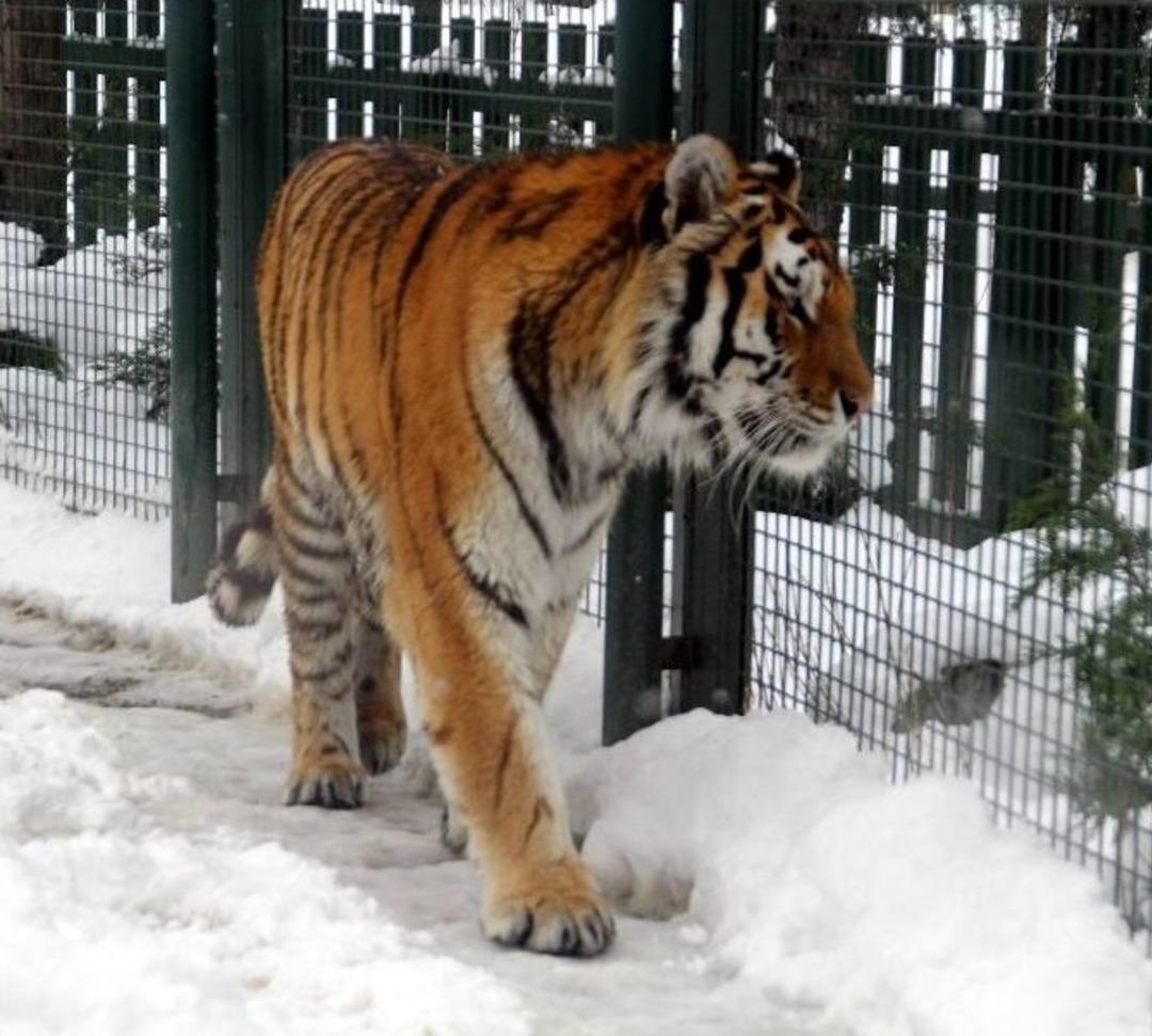 (&ouml;zel Haber) Hayvanat Bah&ccedil;esi Sakinlerinin Kar Keyfi
