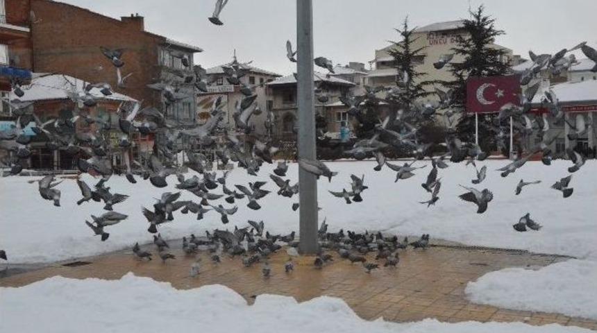 Belediyeden Kuşlara Yem, K&ouml;peklere Barınak