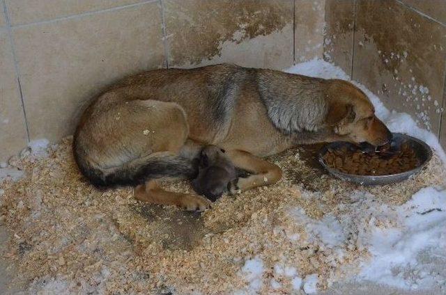 Belediyeden Kuşlara Yem, Köpeklere Barınak