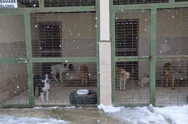 Belediyeden Kuşlara Yem, Köpeklere Barınak