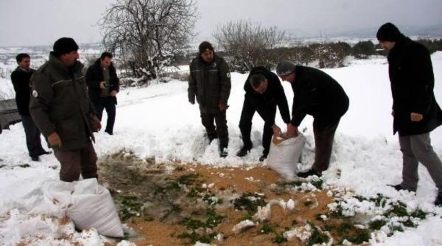 Yaban Hayvanlarına Iki Ton Yem
