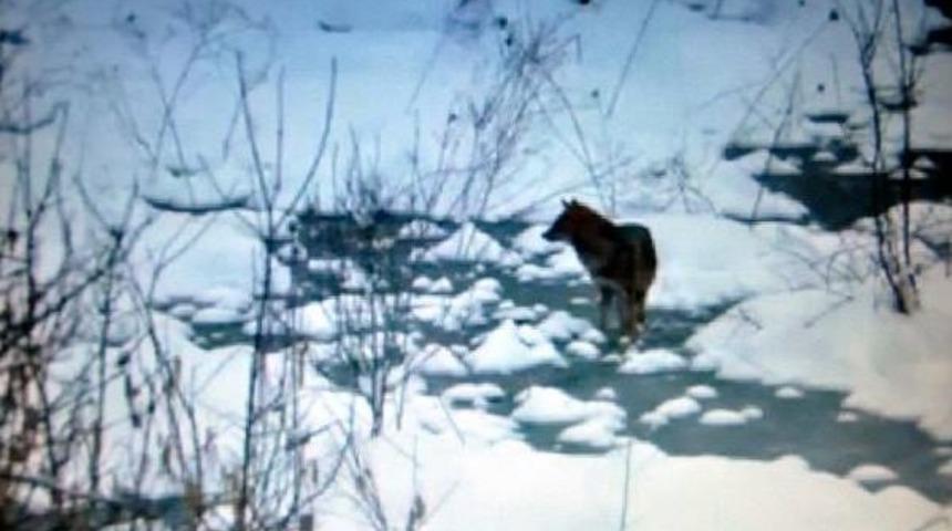 A&ccedil; Kurtlar K&ouml;ye Indi