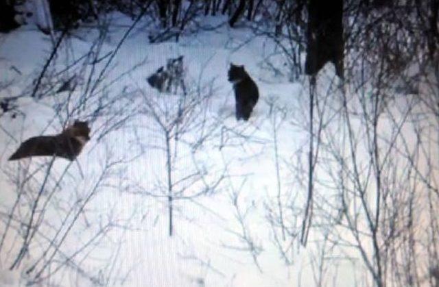 A&ccedil; Kurtlar K&ouml;ye Indi 1