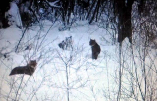 A&ccedil; Kurtlar K&ouml;ye Indi 2