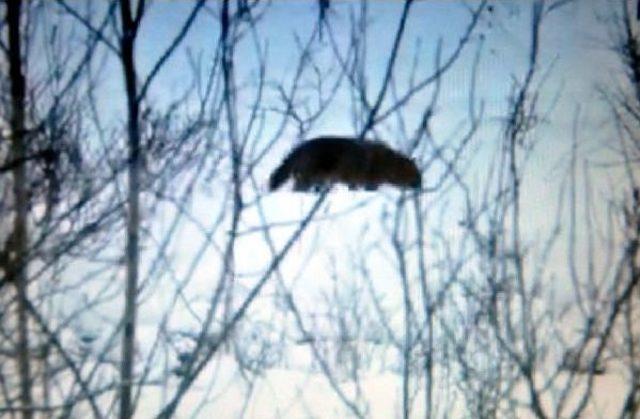 A&ccedil; Kurtlar K&ouml;ye Indi 3