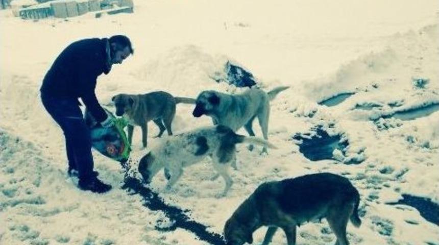 Gebze Belediyesi Sokak Hayvanlarını Unutmadı