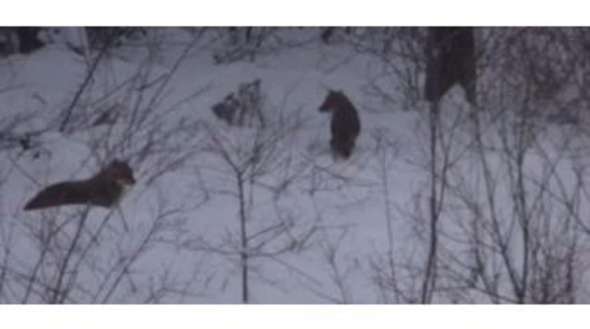 Bartın&rsquo;da A&ccedil; Kalan Kurtlar K&ouml;ye İndi