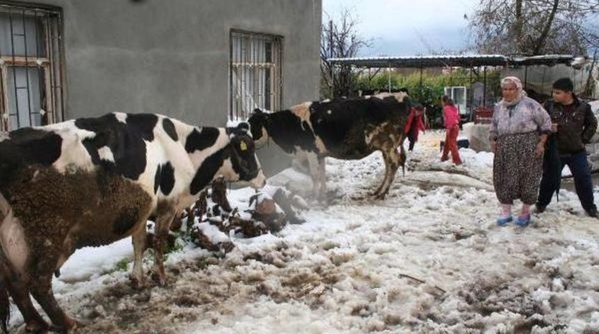 30 Yıl Sonra Yağan Kar, Seralarda Zarara Neden Oldu