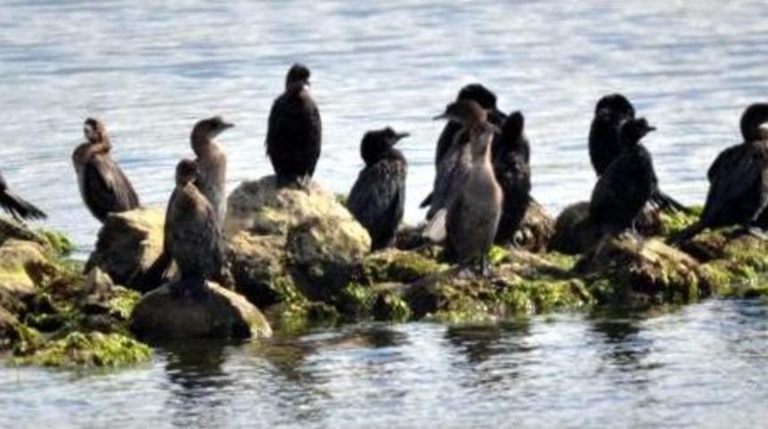 Tuzla Sulak Alanı Kuş Cennetine D&ouml;nd&uuml;