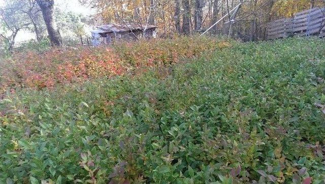 (özel Haber) Bursa Çiftçisini Paraya Boğacak Bitki