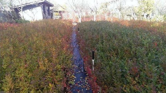 (özel Haber) Bursa Çiftçisini Paraya Boğacak Bitki