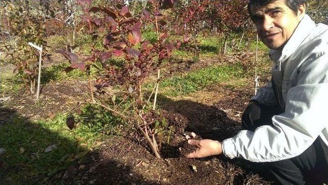 (özel Haber) Bursa Çiftçisini Paraya Boğacak Bitki