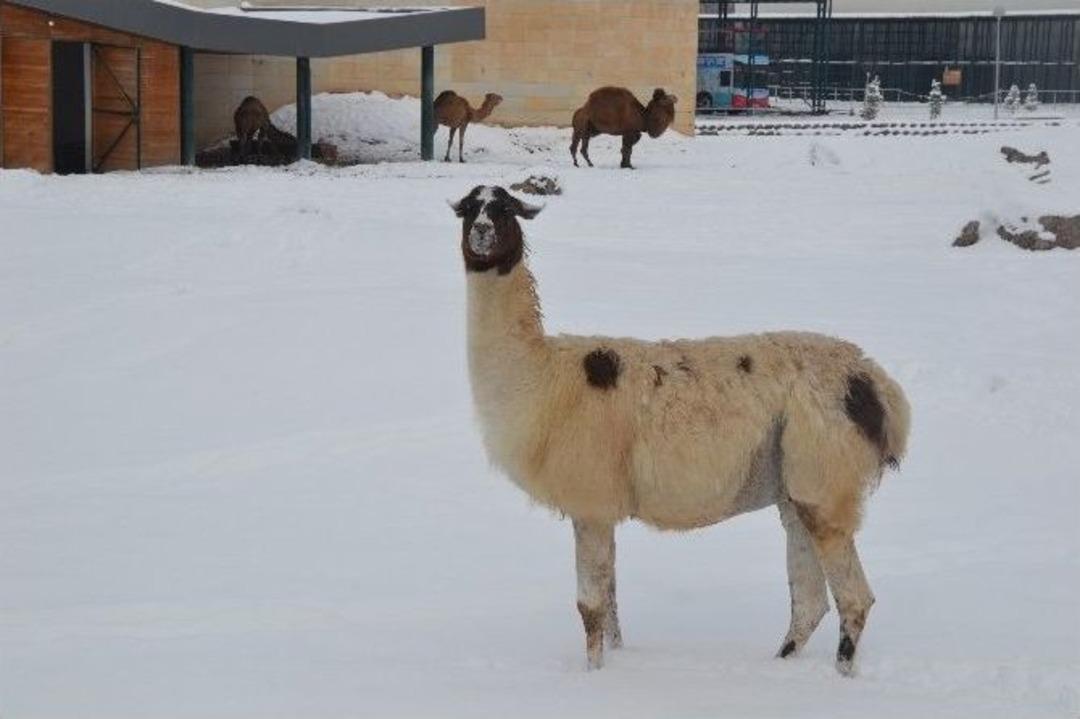 Hayvanat Bah&ccedil;esinde Soğuktan &Uuml;ş&uuml;yen Hayvanlara Isıtmalı &Ccedil;&ouml;z&uuml;m