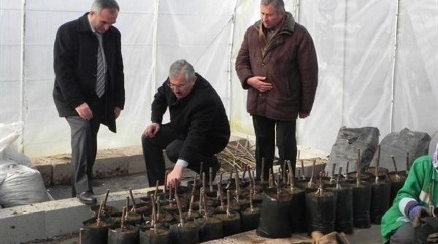 Kastamonu&rsquo;da Cevizler Aşılanıyor