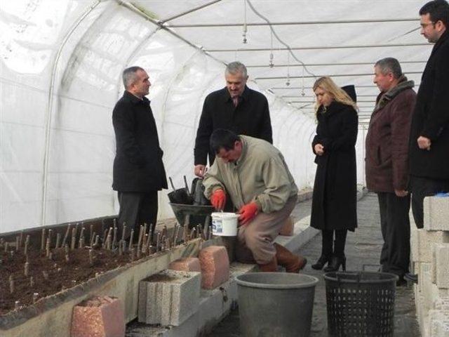 Kastamonu’da Cevizler Aşılanıyor