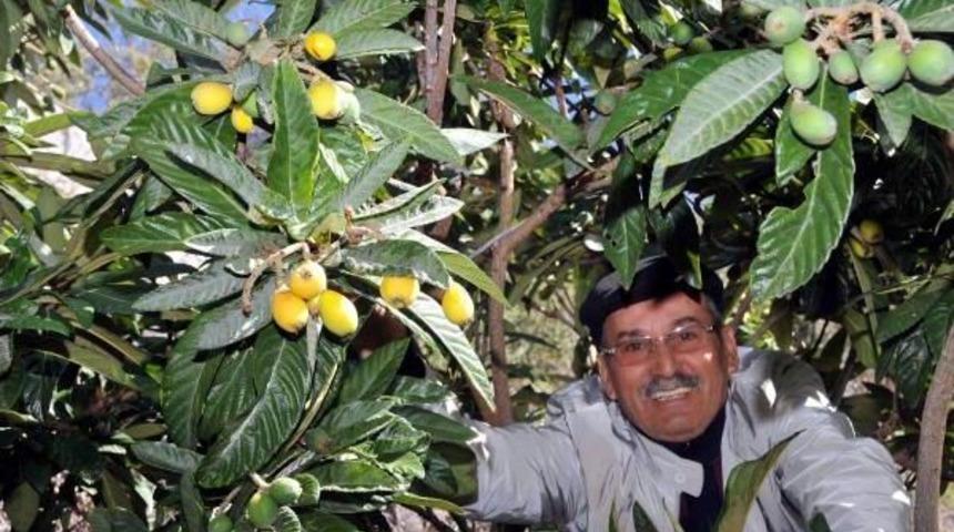 Malta Eriği Kış Ortasında Meyve Verdi