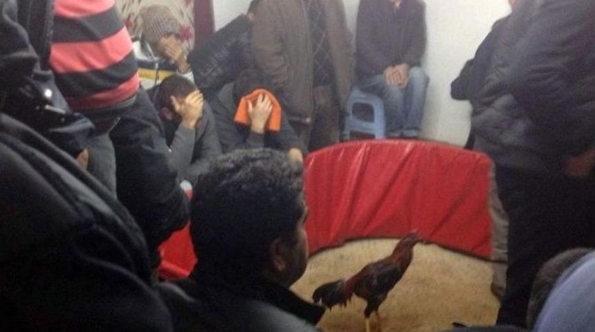 Antalya&rsquo;da Horoz D&ouml;v&uuml;ş&uuml; Baskını