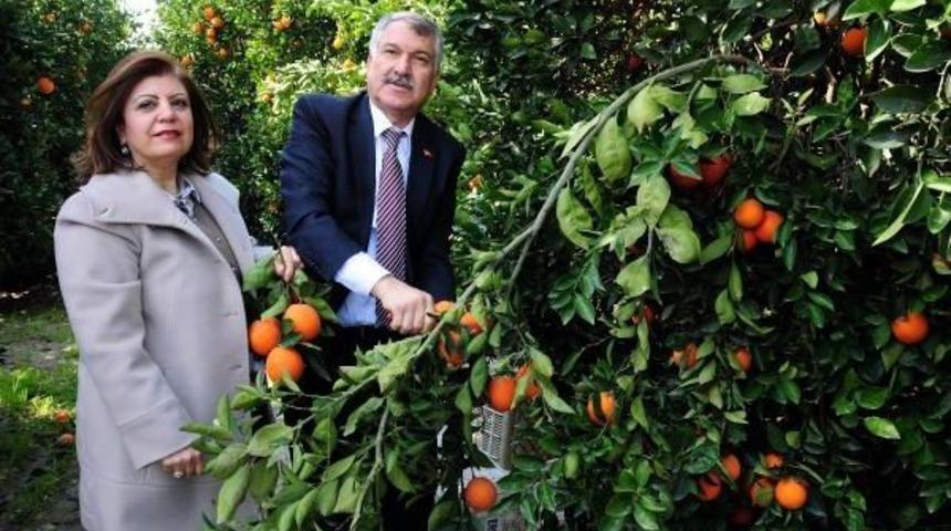 Adana Seyhan Belediyesi, &Uuml;reticiye Destek I&ccedil;in Aldığı 500 Ton Portakalı Vatandaşa Dağıtıyor