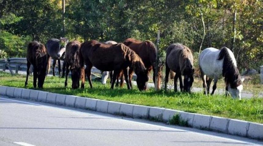 Terme'de Yılkı Atları I&ccedil;in Proje