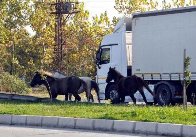 Terme de Yılkı Atları I&ccedil;in Proje 1