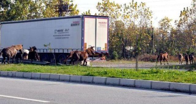 Terme de Yılkı Atları I&ccedil;in Proje 2