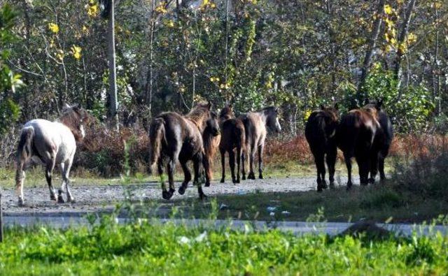 Terme de Yılkı Atları I&ccedil;in Proje 3