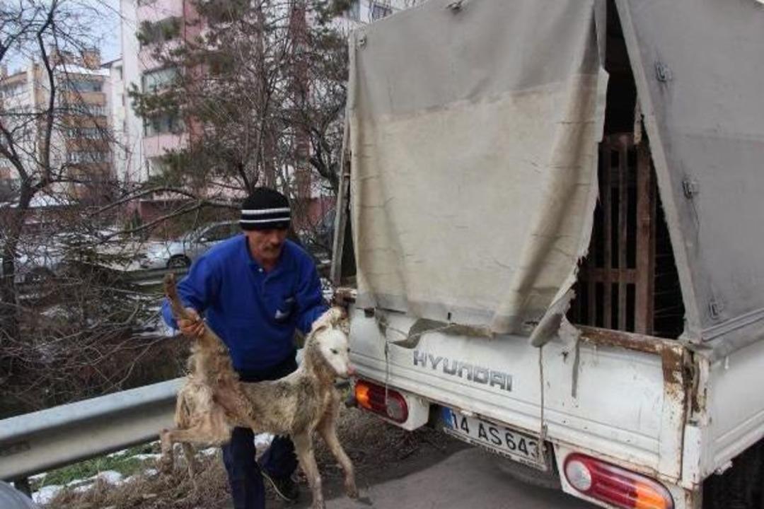 Dereye D&uuml;şen K&ouml;peği Itfaiye Kurtardı