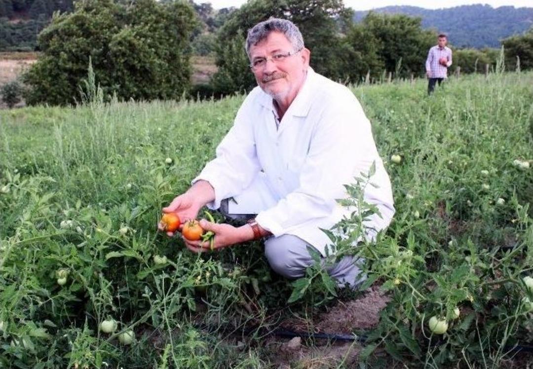 &lsquo;farmville&rsquo; Oyunu Kaz Dağları&rsquo;nda Ger&ccedil;ek Oluyor