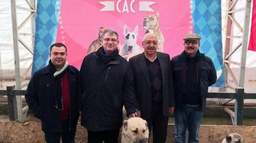 En G&uuml;zel K&ouml;pek Irkları Gasbik&rsquo;te Yarıştı