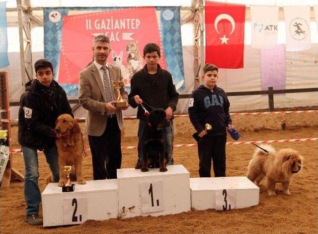 En Güzel Köpek Irkları Gasbik’te Yarıştı